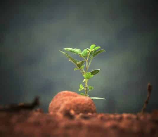 ICRISAT Latest Scientific Officer Jobs