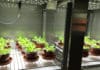 ICRISAT - World Vegetable Center Scientific Officer Job