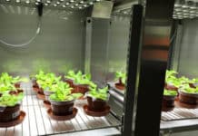 ICRISAT – World Vegetable Center Scientific Officer Job ICRISAT - World Vegetable Center Scientific Officer Job