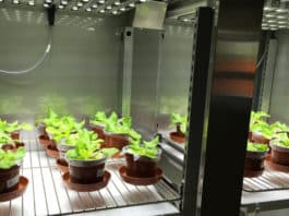 ICRISAT - World Vegetable Center Scientific Officer Job