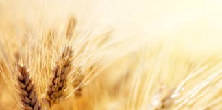 Indian Scientists Discover Disease Resistant Genes in Wheat