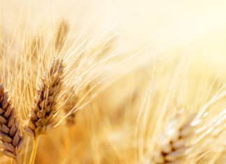 Indian Scientists Discover Disease Resistant Genes in Wheat