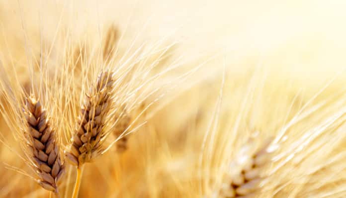 Indian Scientists Discover Disease Resistant Genes in Wheat