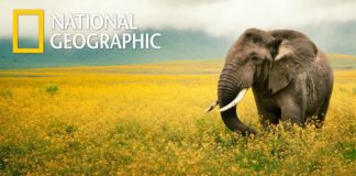 National Geographic Career Grant 2019