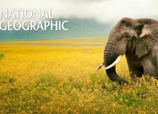 National Geographic Career Grant 2019