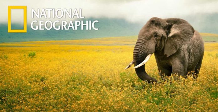 National Geographic Career Grant 2019