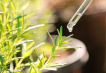 Newly Discovered Function Of Auxin Is Opposite of What We Know Newly Discovered Function Of Auxin Is Opposite of What We Know