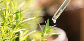 Newly Discovered Function Of Auxin Is Opposite of What We Know