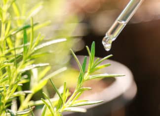 Newly Discovered Function Of Auxin Is Opposite of What We Know