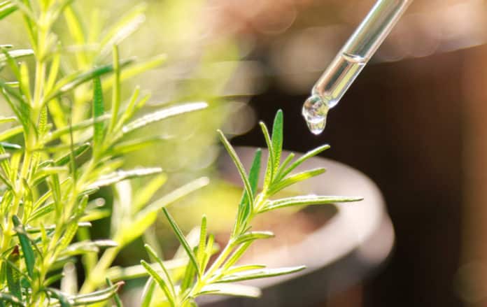 Newly Discovered Function Of Auxin Is Opposite of What We Know