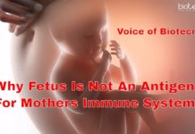 Why Fetus Is Not An Antigen For Mothers Immune System