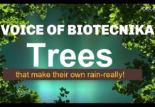 Did You Know About Trees That make Their Own Rain?
