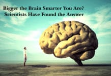 Bigger the Brain Smarter You Are? Scientists Have Found the Answer Bigger the Brain Smarter You Are? Scientists Have Found the Answer
