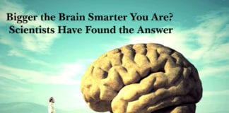 Bigger the Brain Smarter You Are? Scientists Have Found the Answer