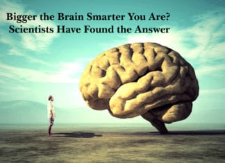 Bigger the Brain Smarter You Are? Scientists Have Found the Answer Bigger the Brain Smarter You Are? Scientists Have Found the Answer