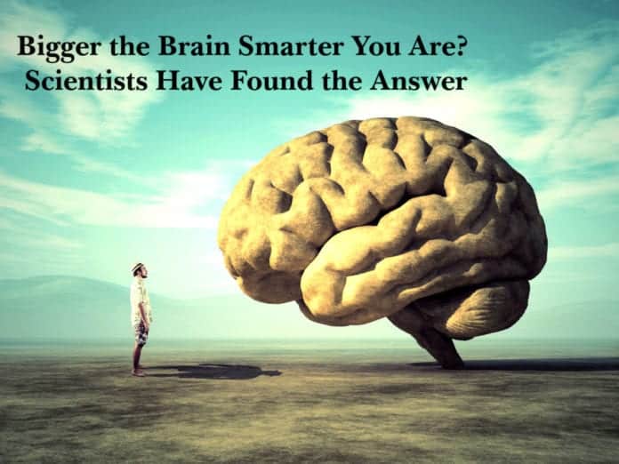 Bigger the Brain Smarter You Are? Scientists Have Found the Answer