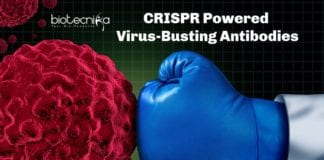 CRISPR Powered Virus-Busting Antibodies
