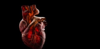 Cardiac Repair Successful In Pigs Using MicroRNA Therapy