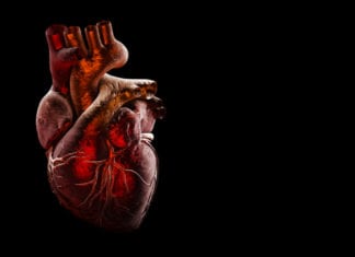 Cardiac Repair Successful In Pigs Using MicroRNA Therapy