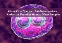 Giant Virus Species – Bandra megavirus, Kurlavirus Found in Mumbai Water Samples