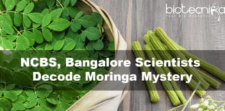 NCBS, Bangalore Scientists Decode Moringa Mystery