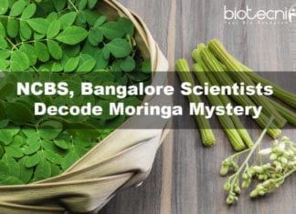 NCBS, Bangalore Scientists Decode Moringa Mystery