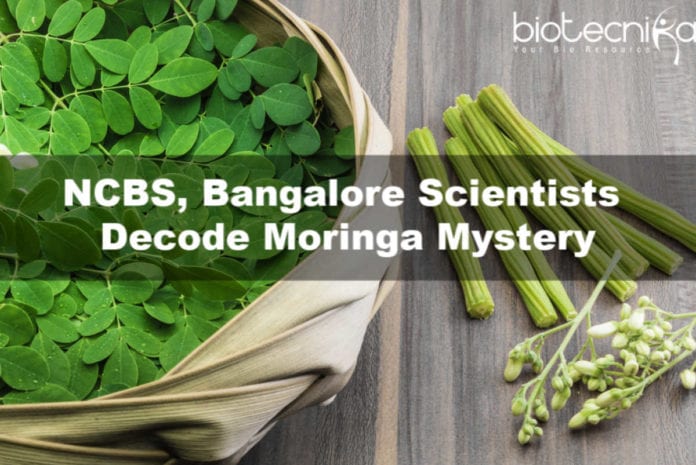 NCBS, Bangalore Scientists Decode Moringa Mystery