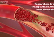Researchers Grow Transplantable Arteries From Stem Cells Researchers Grow Transplantable Arteries From Stem Cells