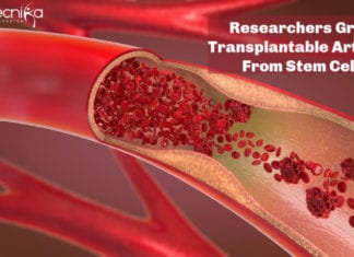 Researchers Grow Transplantable Arteries From Stem Cells