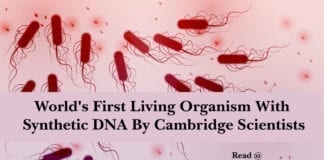 World's First Living Organism With Synthetic DNA By Cambridge Scientists