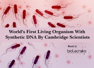 World’s First Living Organism With Synthetic DNA By Cambridge Scientists World's First Living Organism With Synthetic DNA By Cambridge Scientists