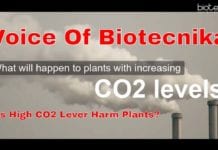 Does High CO2 Level Harm Plants? – Voice of Biotecnika