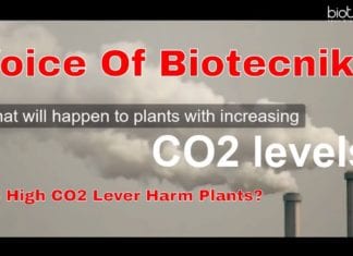 Does High CO2 Level Harm Plants? – Voice of Biotecnika