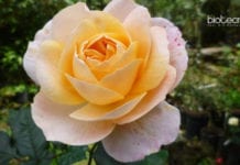 Rose Named After First Indian Woman Botanist – E.K. Janaki Ammal