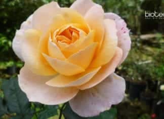 Rose Named After First Indian Woman Botanist – E.K. Janaki Ammal