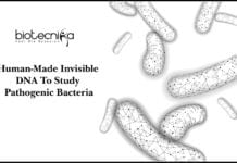 Human-Made Invisible DNA To Study Pathogenic Bacteria Human-Made Invisible DNA To Study Pathogenic Bacteria