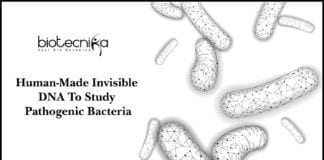 Human-Made Invisible DNA To Study Pathogenic Bacteria