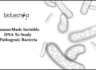 Human-Made Invisible DNA To Study Pathogenic Bacteria