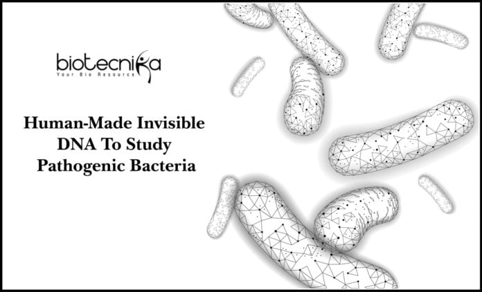 Human-Made Invisible DNA To Study Pathogenic Bacteria
