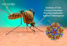 Institute of Life Sciences Scientists Develop Antibodies Against Chikungunya Institute of Life Sciences Scientists Develop Antibodies Against Chikungunya