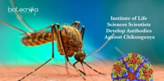 Institute of Life Sciences Scientists Develop Antibodies Against Chikungunya