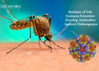 Institute of Life Sciences Scientists Develop Antibodies Against Chikungunya Institute of Life Sciences Scientists Develop Antibodies Against Chikungunya