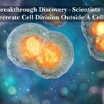 Scientists Recreate Cell Division Outside A Cell