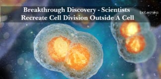 Scientists Recreate Cell Division Outside A Cell