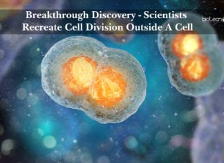 Breakthrough Discovery – Scientists Recreate Cell Division Outside A Cell Scientists Recreate Cell Division Outside A Cell