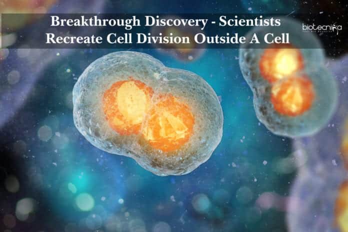 Scientists Recreate Cell Division Outside A Cell
