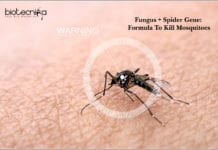 Fungus + Spider Gene: Formula To Kill Mosquitoes