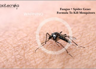 Fungus + Spider Gene: Formula To Kill Mosquitoes