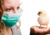 Scientists Genetically Edit Chicken Cells To Stop Bird-Flu Scientists Genetically Edit Chicken Cells To Stop Bird-Flu