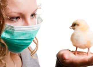 Scientists Genetically Edit Chicken Cells To Stop Bird-Flu
